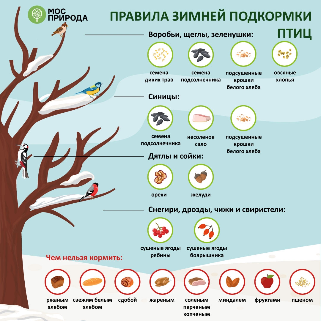 Орнитолог из Ставрополя: кормить птиц жареными семечками нельзя - АТВмедиа