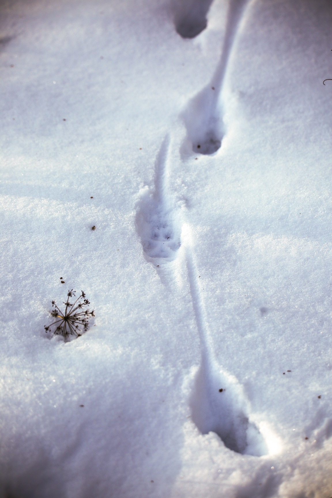 Следы животных зимой на снегу