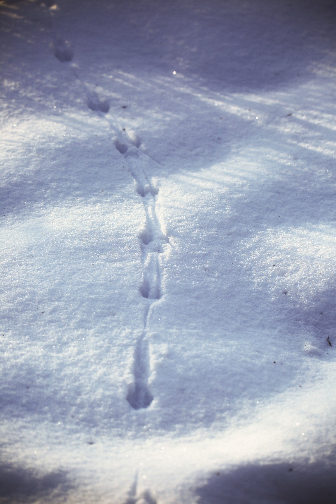 Разные следы на снегу