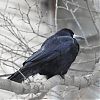 Грач - тертый калач: мудрая птица осталась зимовать на природной территории Москвы